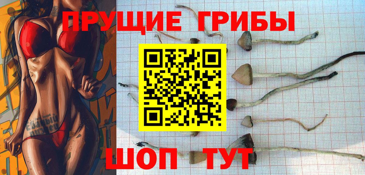 Псилоцибиновые грибы Cubensis  Вход с VPN  Псилоцибиновые грибы Psilocybe  Всеволожск 
